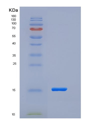 SDS-PAGE analysis of Human CST7 (Cystatin-F) - Recombinant Protein, CAT# BLT-06029P, showing >85% purity under 15% SDS-PAGE (Reduced)Human CST7 (Cystatin-F) - Recombinant Protein
