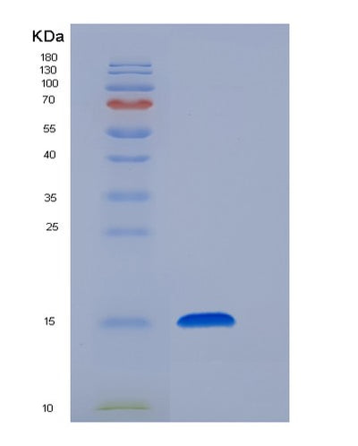 SDS-PAGE analysis of Human FABP2 (Fatty Acid-Binding Protein, Intestinal) - Recombinant Protein, CAT# BLT-06126P, showing >85% purity under 15% SDS-PAGE (Reduced)Human FABP2 (Fatty Acid-Binding Protein, Intestinal) - Recombinant Protein