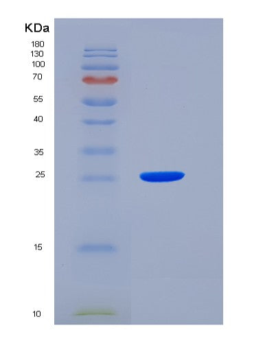 SDS-PAGE analysis of Mouse Jam3 (Junctional Adhesion Molecule C) - Recombinant Protein, CATMouse Jam3 (Junctional Adhesion Molecule C) - Recombinant Protein
