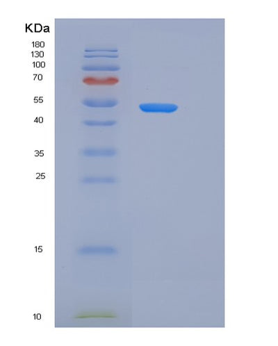 SDS-PAGE analysis of Human CLU (Clusterin) - Recombinant Protein, CAT# BLT-06227P, showing >90% purity under 15% SDS-PAGE (Reduced)Human CLU (Clusterin) - Recombinant Protein