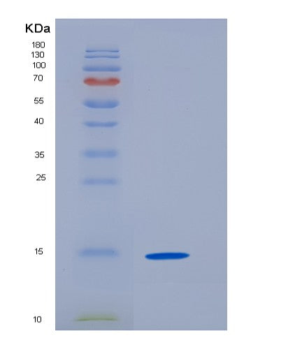 SDS-PAGE analysis of Mouse Tnfrsf10b (Tumor Necrosis Factor Receptor Superfamily Member 10B) - Recombinant Protein, CATMouse Tnfrsf10b (Tumor Necrosis Factor Receptor Superfamily Member 10B) - Recombinant Protein