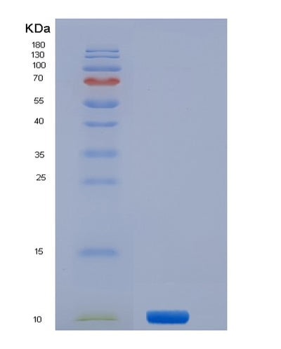 SDS-PAGE analysis of Mouse S100a4 (Protein S100-A4) - Recombinant Protein, CAT# BLT-06303P, showing >85% purity under 15% SDS-PAGE (Reduced)Mouse S100a4 (Protein S100-A4) - Recombinant Protein