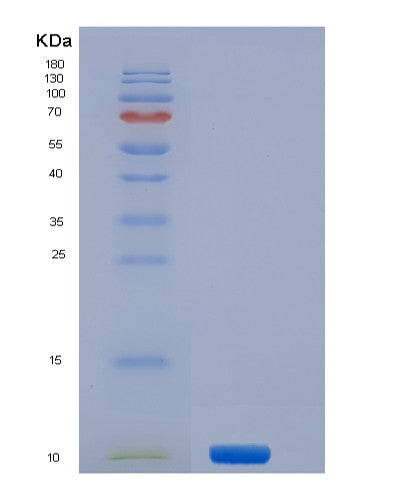 SDS-PAGE analysis of Mouse S100a4 (Protein S100-A4) - Recombinant Protein, CATMouse S100a4 (Protein S100-A4) - Recombinant Protein