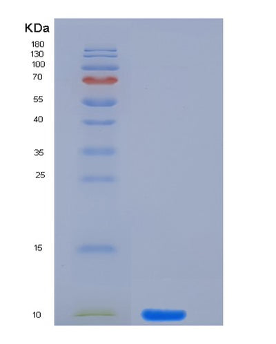 SDS-PAGE analysis of Human CGA (Glycoprotein Hormones Alpha Chain) - Recombinant Protein, CAT# BLT-06322P, showing >95% purity under 15% SDS-PAGE (Reduced)Human CGA (Glycoprotein Hormones Alpha Chain) - Recombinant Protein