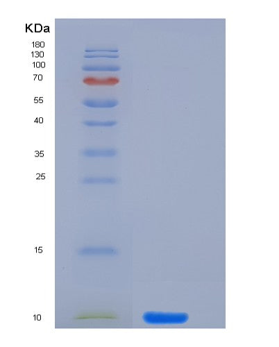 SDS-PAGE analysis of Human CGA (Glycoprotein Hormones Alpha Chain) - Recombinant Protein, CATHuman CGA (Glycoprotein Hormones Alpha Chain) - Recombinant Protein