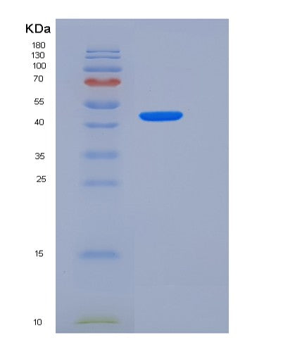 SDS-PAGE analysis of Human MFGE8 (Lactadherin) - Recombinant Protein, CATHuman MFGE8 (Lactadherin) - Recombinant Protein
