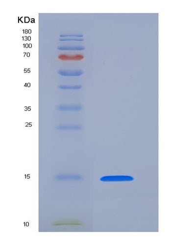 SDS-PAGE analysis of Human PHPT1 (14 Kda Phosphohistidine Phosphatase) - Recombinant Protein, CAT# BLT-06333P, showing >85% purity under 15% SDS-PAGE (Reduced)Human PHPT1 (14 Kda Phosphohistidine Phosphatase) - Recombinant Protein