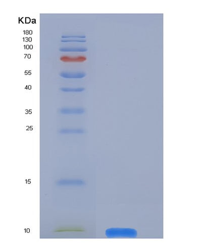 SDS-PAGE analysis of Human DEFB103A (Beta-Defensin 103) - Recombinant Protein, CAT# BLT-06337P, showing >95% purity under 15% SDS-PAGE (Reduced)Human DEFB103A (Beta-Defensin 103) - Recombinant Protein