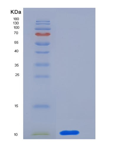 SDS-PAGE analysis of Human CD9 / Tspan-29 - Recombinant Protein, CAT# BLT-06338P, showing >90% purity under 15% SDS-PAGE (Reduced)Human CD9 / Tspan-29 - Recombinant Protein