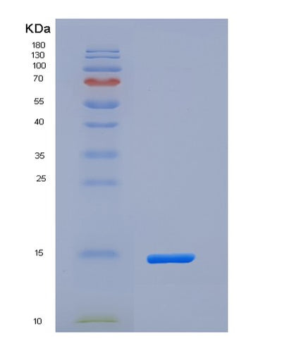 SDS-PAGE analysis of Human SECTM1 (Secreted And Transmembrane Protein 1) - Recombinant Protein, CAT# BLT-06387P, showing >95% purity under 15% SDS-PAGE (Reduced)Human SECTM1 (Secreted And Transmembrane Protein 1) - Recombinant Protein