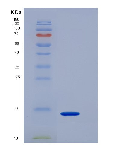 SDS-PAGE analysis of Mouse Agrp (Agouti-Related Protein) - Recombinant Protein, CATMouse Agrp (Agouti-Related Protein) - Recombinant Protein