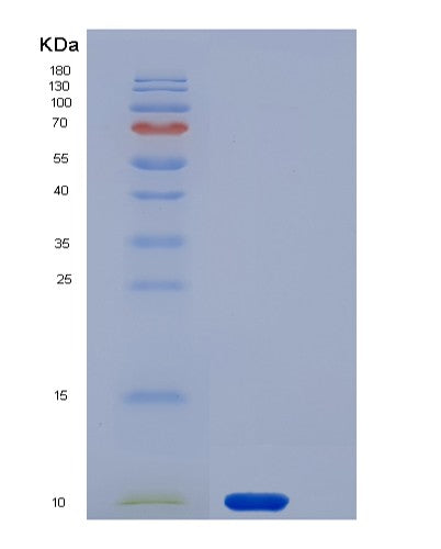SDS-PAGE analysis of Human GYPA (Glycophorin-A) - Recombinant Protein, CATHuman GYPA (Glycophorin-A) - Recombinant Protein
