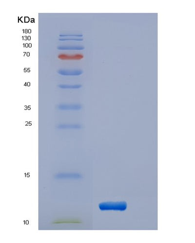 SDS-PAGE analysis of Mouse S100a1 (Protein S100-A1) - Recombinant Protein, CAT# BLT-06465P, showing >90% purity under 15% SDS-PAGE (Reduced)Mouse S100a1 (Protein S100-A1) - Recombinant Protein