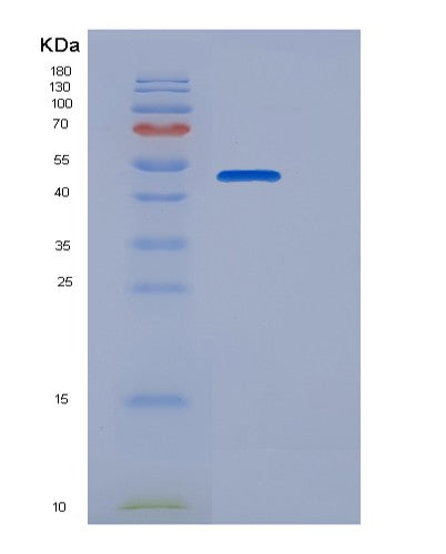 SDS-PAGE analysis of Human CANT1 (Soluble Calcium-Activated Nucleotidase 1) - Recombinant Protein, CATHuman CANT1 (Soluble Calcium-Activated Nucleotidase 1) - Recombinant Protein