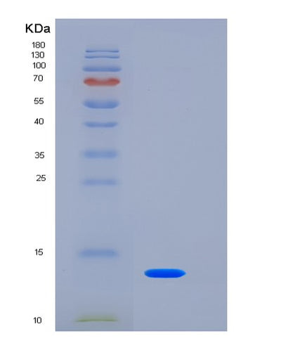 SDS-PAGE analysis of Human TSPAN8 (Tetraspanin-8) - Recombinant Protein, CAT# BLT-06496P, showing >95% purity under 15% SDS-PAGE (Reduced)Human TSPAN8 (Tetraspanin-8) - Recombinant Protein