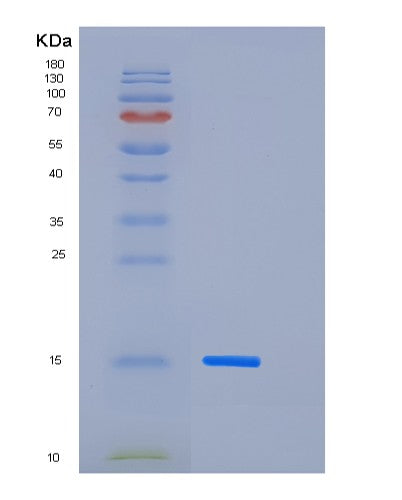 SDS-PAGE analysis of Mouse Cst3 (Cystatin-C) - Recombinant Protein, CATMouse Cst3 (Cystatin-C) - Recombinant Protein