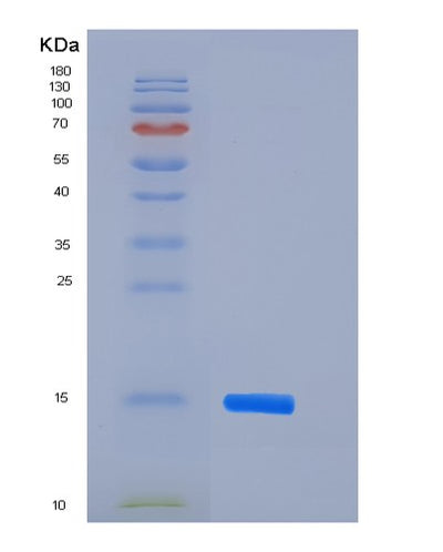 SDS-PAGE analysis of Mouse Acvr2b (Activin Receptor Type-2B) - Recombinant Protein, CAT# BLT-06502P, showing >95% purity under 15% SDS-PAGE (Reduced)Mouse Acvr2b (Activin Receptor Type-2B) - Recombinant Protein