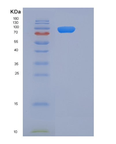 SDS-PAGE analysis of Mouse Il6st (Interleukin-6 Receptor Subunit Beta) - Recombinant Protein, CATMouse Il6st (Interleukin-6 Receptor Subunit Beta) - Recombinant Protein