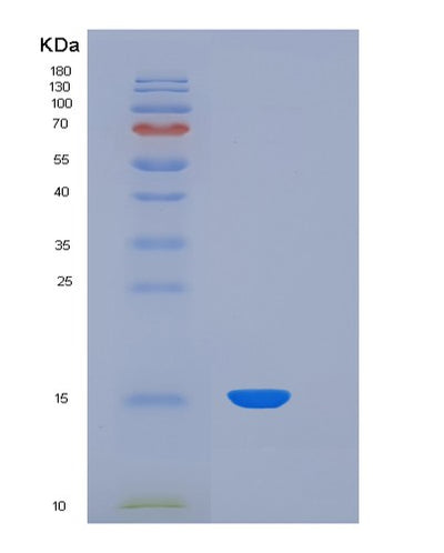 SDS-PAGE analysis of Human TTR (Transthyretin) - Recombinant Protein, CAT# BLT-06536P, showing >90% purity under 15% SDS-PAGE (Reduced)Human TTR (Transthyretin) - Recombinant Protein