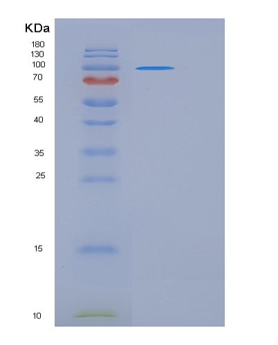 SDS-PAGE analysis of Human CNTN1 (Contactin-1) - Recombinant Protein, CATHuman CNTN1 (Contactin-1) - Recombinant Protein
