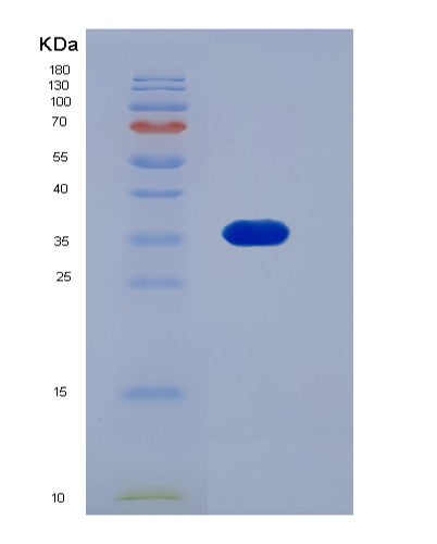 SDS-PAGE analysis of Mouse Il13ra1 (Interleukin-13 Receptor Subunit Alpha-1) - Recombinant Protein, CATMouse Il13ra1 (Interleukin-13 Receptor Subunit Alpha-1) - Recombinant Protein