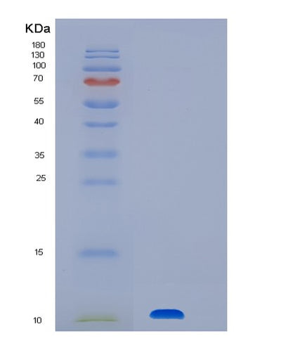SDS-PAGE analysis of Human CLPS (Colipase) - Recombinant Protein, CAT# BLT-06694P, showing >90% purity under 15% SDS-PAGE (Reduced)Human CLPS (Colipase) - Recombinant Protein