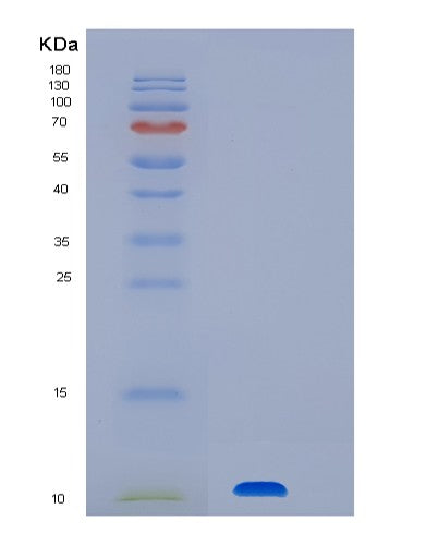SDS-PAGE analysis of Human CLPS (Colipase) - Recombinant Protein, CATHuman CLPS (Colipase) - Recombinant Protein