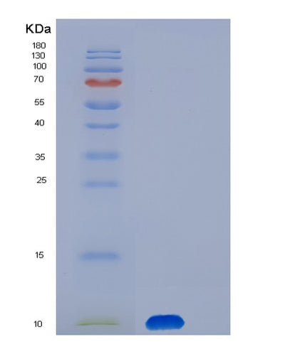 SDS-PAGE analysis of Human S100A13 (Protein S100-A13) - Recombinant Protein, CAT# BLT-06708P, showing >85% purity under 15% SDS-PAGE (Reduced)Human S100A13 (Protein S100-A13) - Recombinant Protein