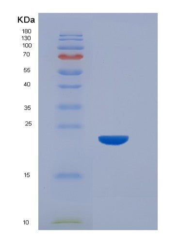SDS-PAGE analysis of Mouse Fcgr4 (Low Affinity Immunoglobulin Gamma Fc Region Receptor Iii-A) - Recombinant Protein, CATMouse Fcgr4 (Low Affinity Immunoglobulin Gamma Fc Region Receptor Iii-A) - Recombinant Protein