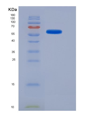 SDS-PAGE analysis of Mouse Plaur (Urokinase Plasminogen Activator Surface Receptor) - Recombinant Protein, CATMouse Plaur (Urokinase Plasminogen Activator Surface Receptor) - Recombinant Protein