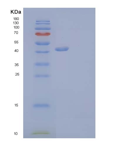 SDS-PAGE analysis of Mouse Tnfrsf18 (Tumor Necrosis Factor Receptor Superfamily Member 18) - Recombinant Protein, CATMouse Tnfrsf18 (Tumor Necrosis Factor Receptor Superfamily Member 18) - Recombinant Protein