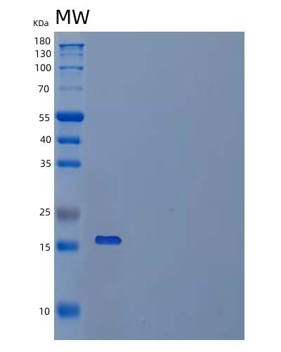SDS-PAGE analysis of Mouse Cd47 (Leukocyte Surface Antigen Cd47) - Recombinant Protein, CAT# BLT-03830P, showing >85% purity under 15% SDS-PAGE (Reduced)Mouse Cd47 (Leukocyte Surface Antigen Cd47) - Recombinant Protein