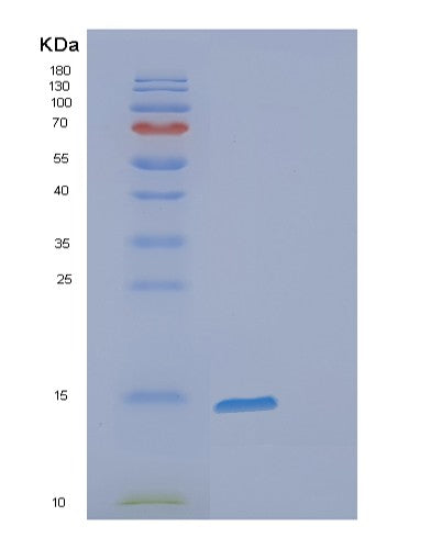 SDS-PAGE analysis of Human FABP7 (Fatty Acid-Binding Protein, Brain) - Recombinant Protein, CATHuman FABP7 (Fatty Acid-Binding Protein, Brain) - Recombinant Protein
