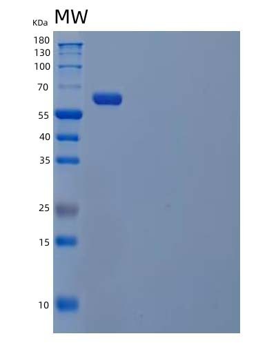 SDS-PAGE analysis of Human SIGLEC9 (Sialic Acid-Binding Ig-Like Lectin 9) - Recombinant Protein, CAT# BLT-04000P, showing >95% purity under 15% SDS-PAGE (Reduced)Human SIGLEC9 (Sialic Acid-Binding Ig-Like Lectin 9) - Recombinant Protein