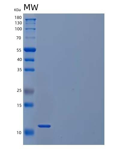 SDS-PAGE analysis of Mouse Ccl21a (C-C Motif Chemokine 21A) - Recombinant Protein, CAT# BLT-04008P, showing >85% purity under 15% SDS-PAGE (Reduced)Mouse Ccl21a (C-C Motif Chemokine 21A) - Recombinant Protein