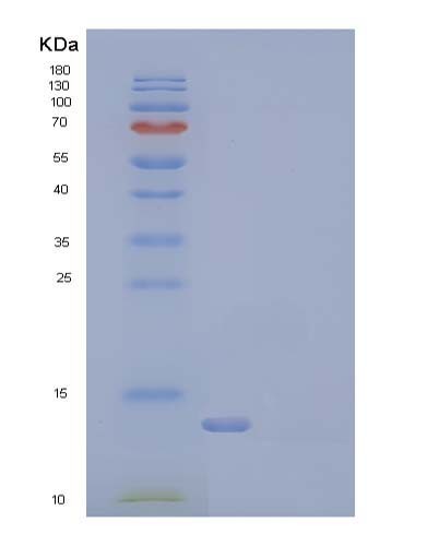 SDS-PAGE analysis of Human BMP2 (Bone Morphogenetic Protein 2) - Recombinant Protein, CATHuman BMP2 (Bone Morphogenetic Protein 2) - Recombinant Protein