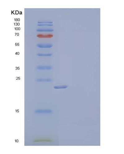 SDS-PAGE analysis of Mouse Fgf17 (Fibroblast Growth Factor 17) - Recombinant Protein, CAT# BLT-04056P, showing >95% purity under 15% SDS-PAGE (Reduced)Mouse Fgf17 (Fibroblast Growth Factor 17) - Recombinant Protein