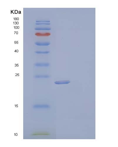 SDS-PAGE analysis of Mouse Fgf9 (Fibroblast Growth Factor 9) - Recombinant Protein, CATMouse Fgf9 (Fibroblast Growth Factor 9) - Recombinant Protein