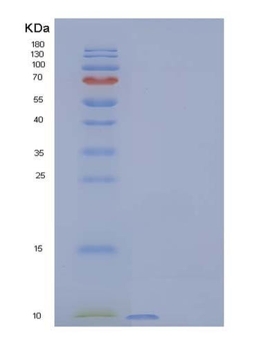 SDS-PAGE analysis of Human CXCL1 (Growth-Regulated Alpha Protein) - Recombinant Protein, CAT# BLT-04089P, showing >95% purity under 15% SDS-PAGE (Reduced)Human CXCL1 (Growth-Regulated Alpha Protein) - Recombinant Protein
