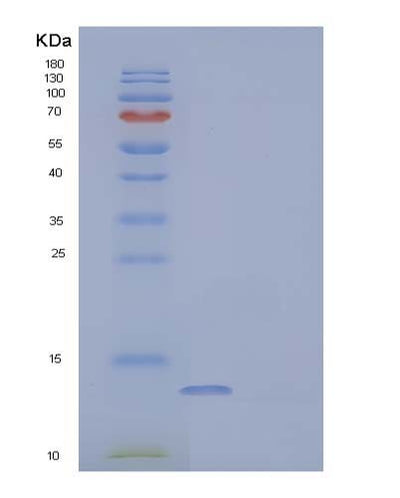 SDS-PAGE analysis of Human PVALB (Parvalbumin Alpha) - Recombinant Protein, CAT# BLT-04092P, showing >95% purity under 15% SDS-PAGE (Reduced)Human PVALB (Parvalbumin Alpha) - Recombinant Protein