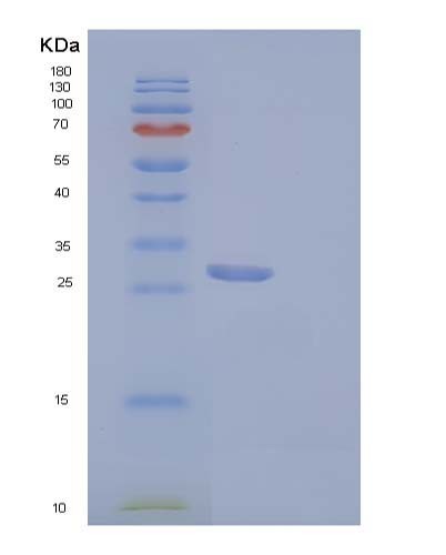 SDS-PAGE analysis of Mouse Igfbp5 (Insulin-Like Growth Factor-Binding Protein 5) - Recombinant Protein, CATMouse Igfbp5 (Insulin-Like Growth Factor-Binding Protein 5) - Recombinant Protein