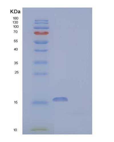 SDS-PAGE analysis of Human ACOT13 (Acyl-Coenzyme A Thioesterase 13) - Recombinant Protein, CAT# BLT-04148P, showing >95% purity under 15% SDS-PAGE (Reduced)Human ACOT13 (Acyl-Coenzyme A Thioesterase 13) - Recombinant Protein