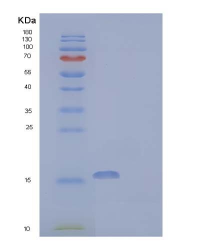 SDS-PAGE analysis of Human ACOT13 (Acyl-Coenzyme A Thioesterase 13) - Recombinant Protein, CATHuman ACOT13 (Acyl-Coenzyme A Thioesterase 13) - Recombinant Protein