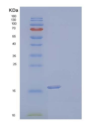 SDS-PAGE analysis of Human IL17F (Interleukin-17F) - Recombinant Protein, CAT# BLT-04153P, showing >85% purity under 15% SDS-PAGE (Reduced)Human IL17F (Interleukin-17F) - Recombinant Protein