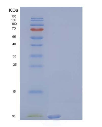 SDS-PAGE analysis of Human SCGB3A2 (Secretoglobin Family 3A Member 2) - Recombinant Protein, CAT# BLT-04178P, showing >95% purity under 15% SDS-PAGE (Reduced)Human SCGB3A2 (Secretoglobin Family 3A Member 2) - Recombinant Protein