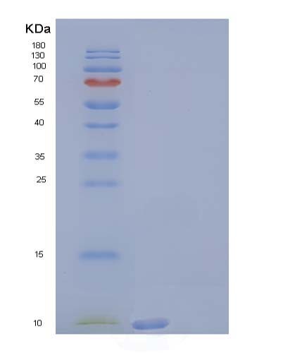 SDS-PAGE analysis of Human SCGB3A2 (Secretoglobin Family 3A Member 2) - Recombinant Protein, CATHuman SCGB3A2 (Secretoglobin Family 3A Member 2) - Recombinant Protein