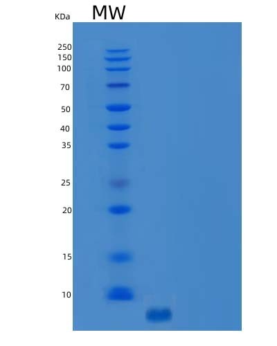 SDS-PAGE analysis of Human CCL5 (C-C Motif Chemokine 5) - Recombinant Protein, CAT# BLT-04356P, showing >95% purity under 15% SDS-PAGE (Reduced)Human CCL5 (C-C Motif Chemokine 5) - Recombinant Protein