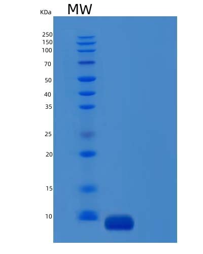 SDS-PAGE analysis of Human CCL26 (C-C Motif Chemokine 26) - Recombinant Protein, CAT# BLT-04417P, showing >95% purity under 15% SDS-PAGE (Reduced)Human CCL26 (C-C Motif Chemokine 26) - Recombinant Protein