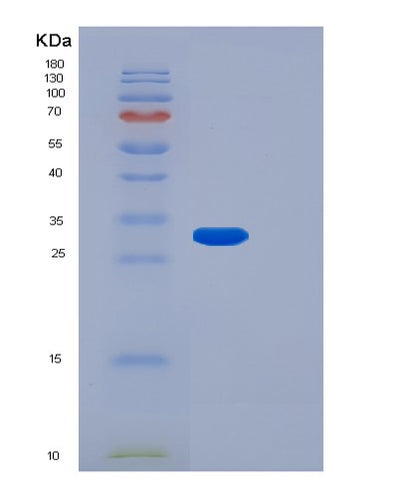 SDS-PAGE analysis of Human FGF14 (Fibroblast Growth Factor 14) - Recombinant Protein, CAT# BLT-01077P, showing >95% purity under 15% SDS-PAGE (Reduced)Human FGF14 (Fibroblast Growth Factor 14) - Recombinant Protein
