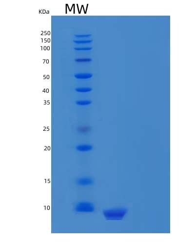SDS-PAGE analysis of Human CXCL12 (Stromal Cell-Derived Factor 1) - Recombinant Protein, CAT# BLT-04566P, showing >95% purity under 15% SDS-PAGE (Reduced)Human CXCL12 (Stromal Cell-Derived Factor 1) - Recombinant Protein